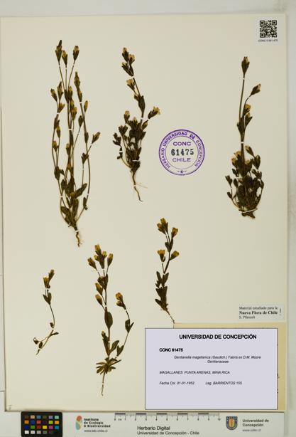 Gentianella magellanica [Espécimen: UDEC:CONC:0061475]
