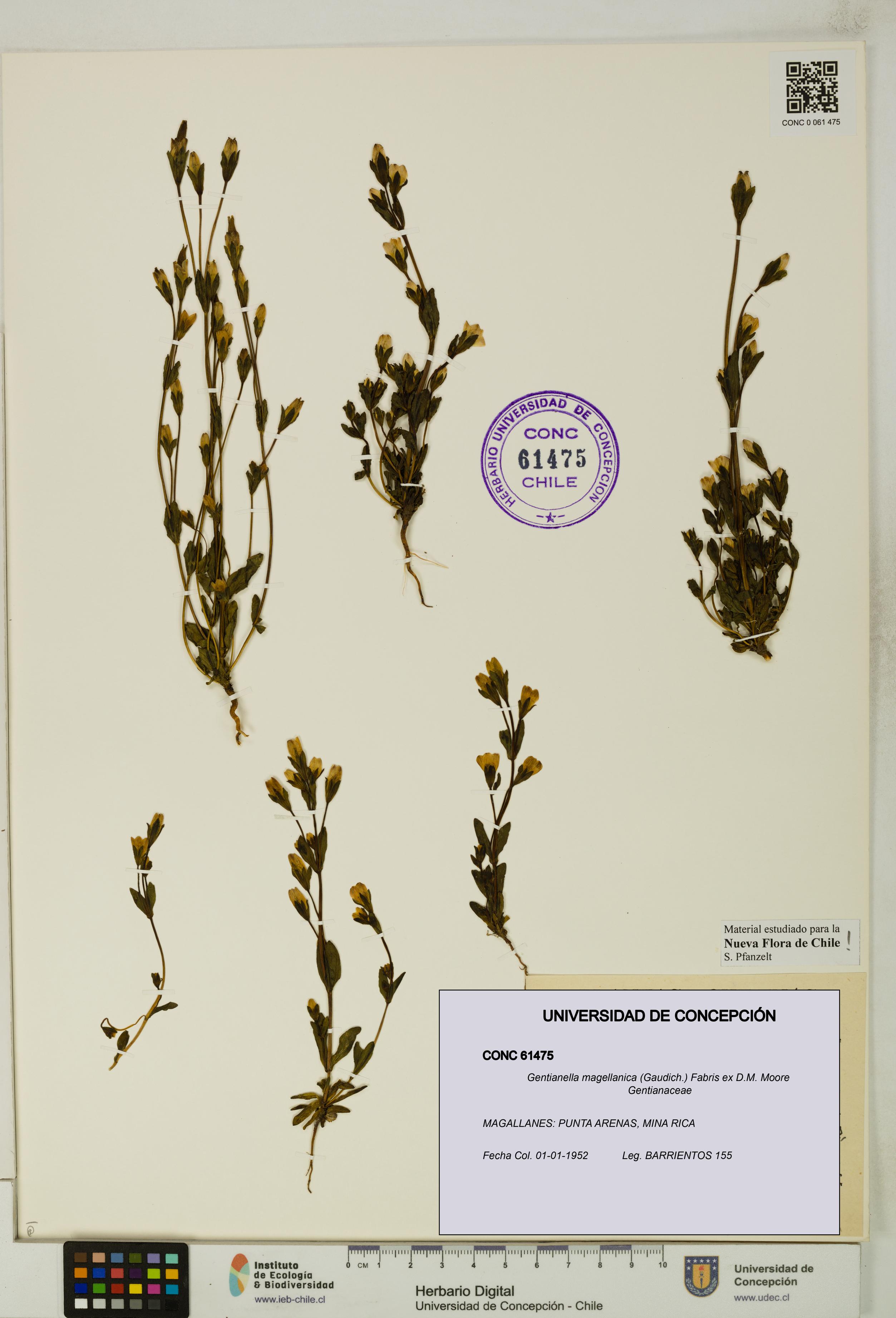 Gentianella magellanica [Espécimen: UDEC:CONC:0061475]