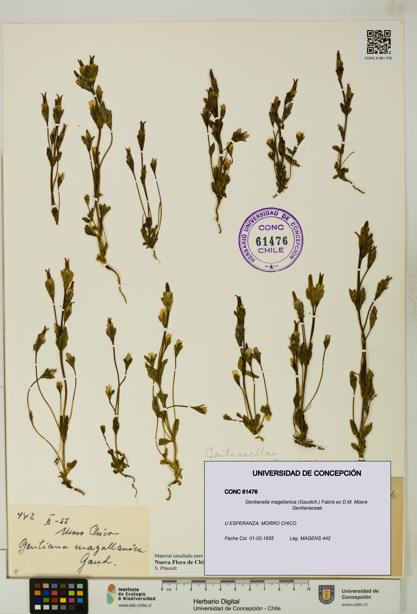 Gentianella magellanica [Espécimen: UDEC:CONC:0061476]