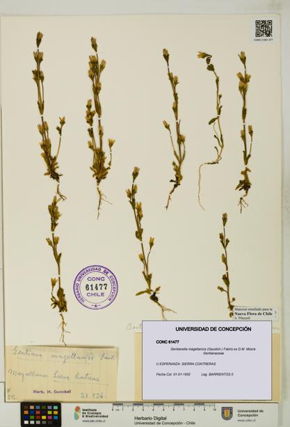 Gentianella magellanica [Espécimen: UDEC:CONC:0061477]