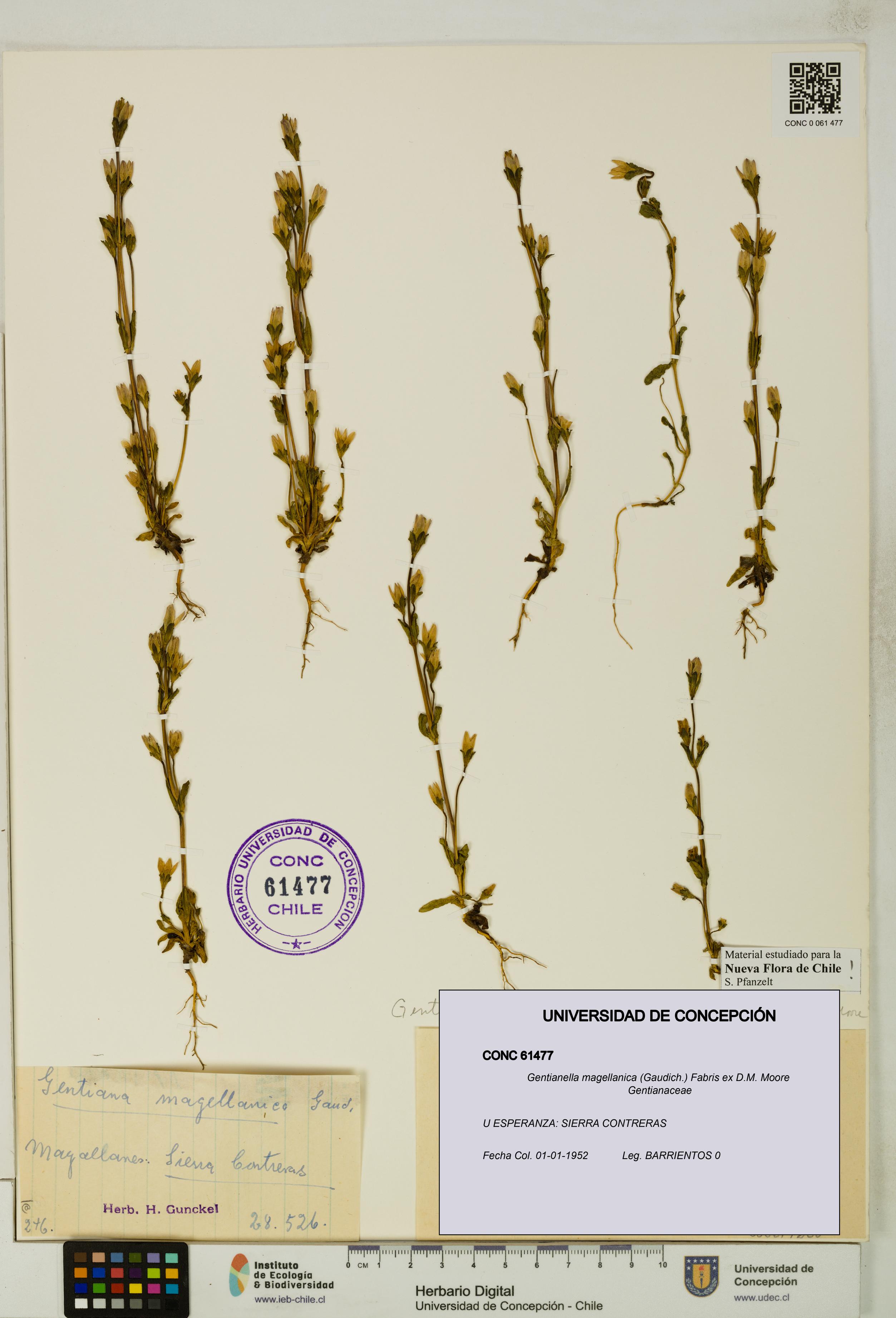 Gentianella magellanica [Espécimen: UDEC:CONC:0061477]