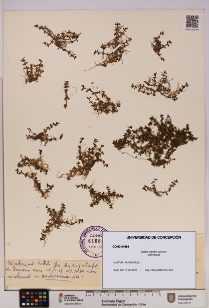 Elatine triandra [Espécimen: UDEC:CONC:0061664]