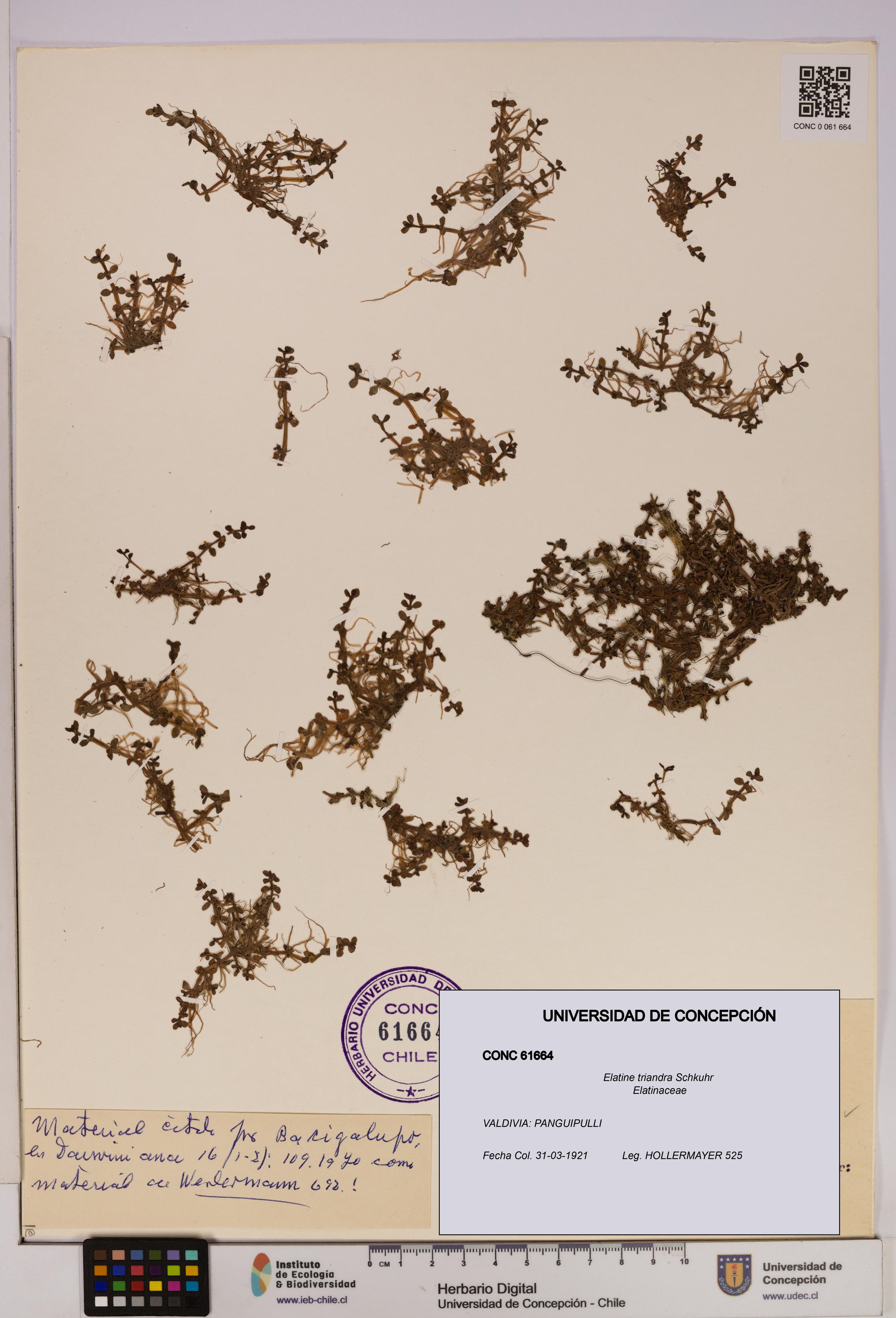 Elatine triandra [Espécimen: UDEC:CONC:0061664]