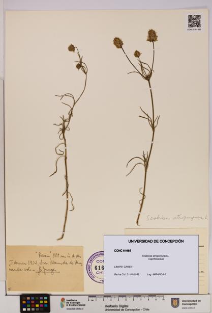 Scabiosa atropurpurea [Espécimen: UDEC:CONC:0061665]