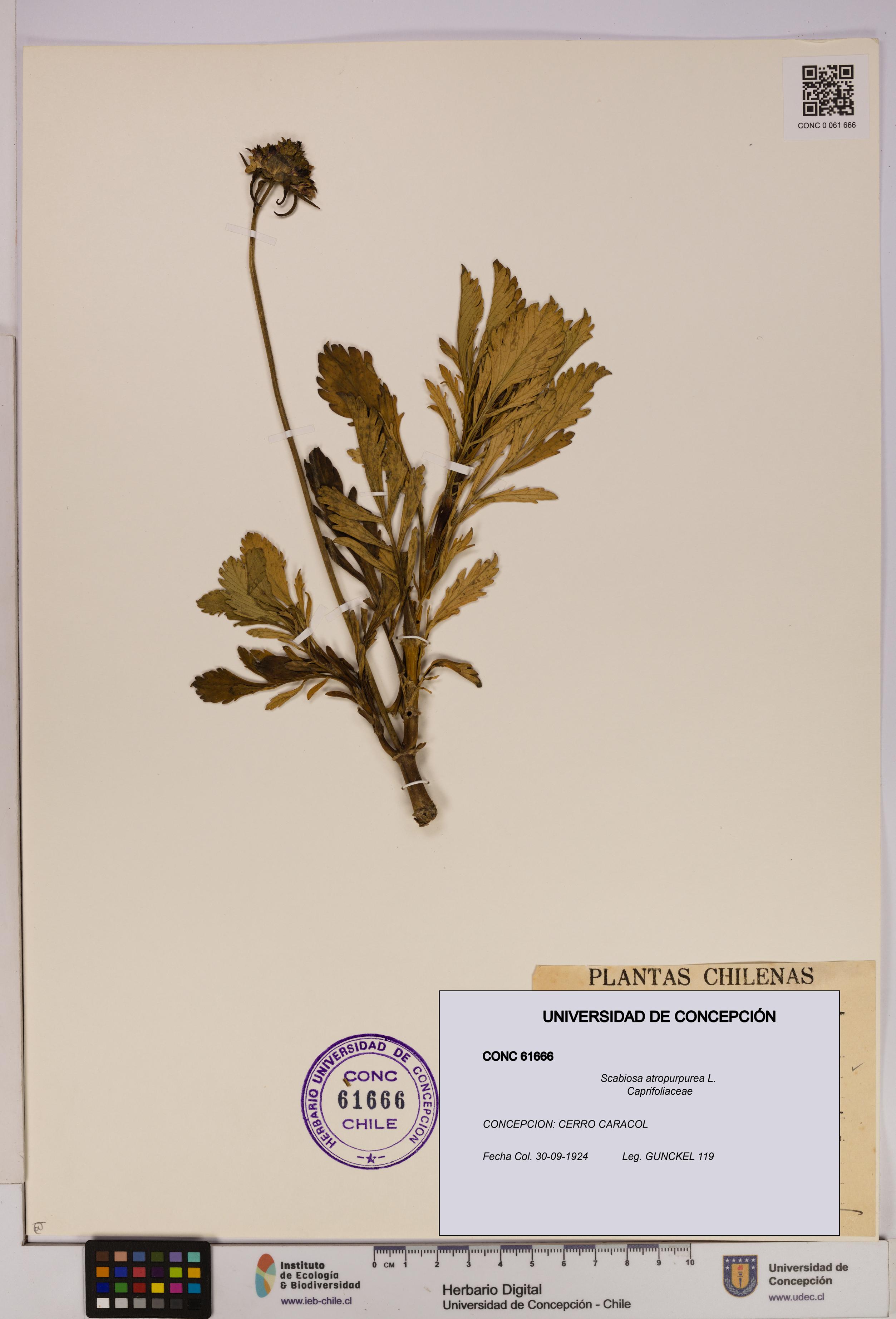 Scabiosa atropurpurea [Espécimen: UDEC:CONC:0061666]