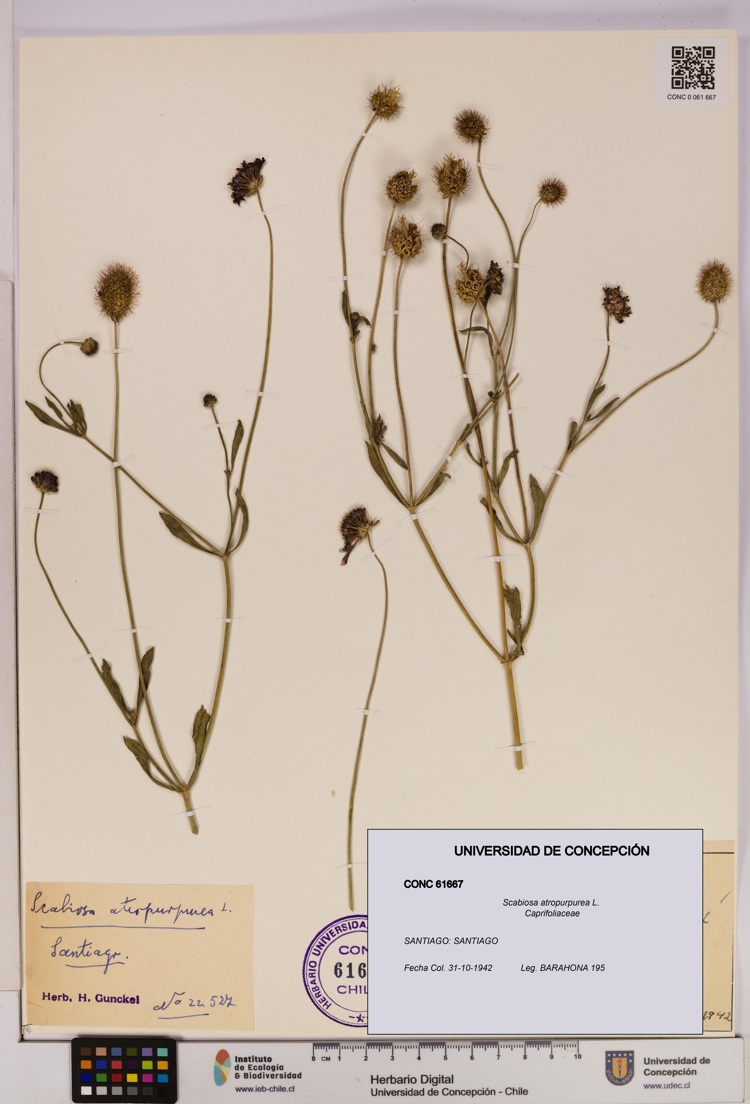 Scabiosa atropurpurea [Espécimen: UDEC:CONC:0061667]