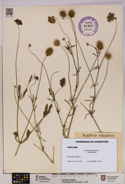 Scabiosa atropurpurea [Espécimen: UDEC:CONC:0061668]