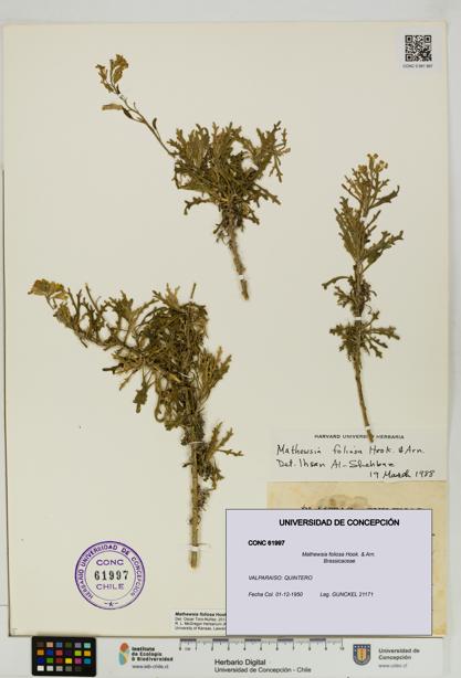 Mathewsia foliosa [Espécimen: UDEC:CONC:0061997]