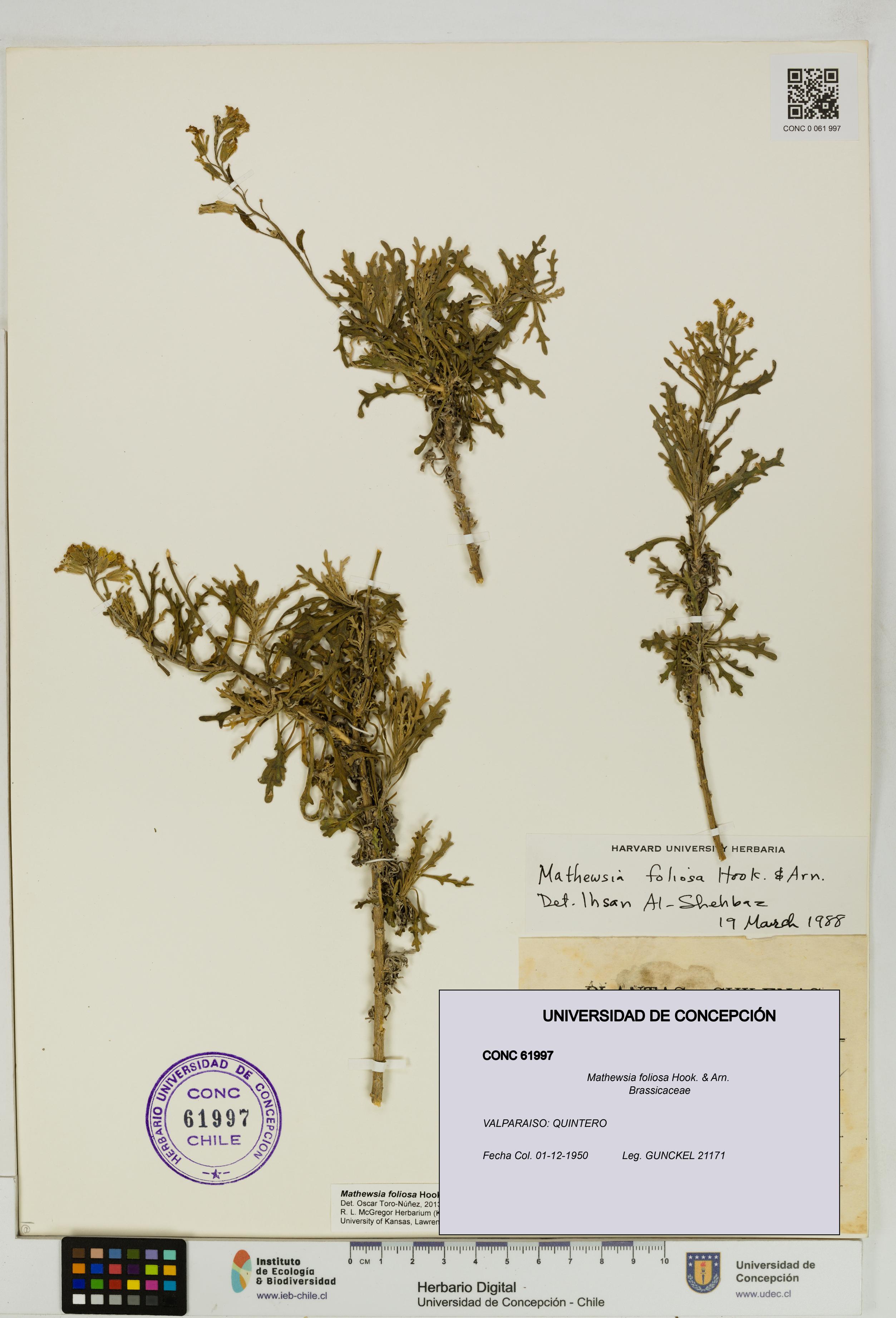 Mathewsia foliosa [Espécimen: UDEC:CONC:0061997]