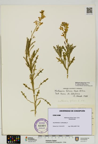 Mathewsia foliosa [Espécimen: UDEC:CONC:0061998]
