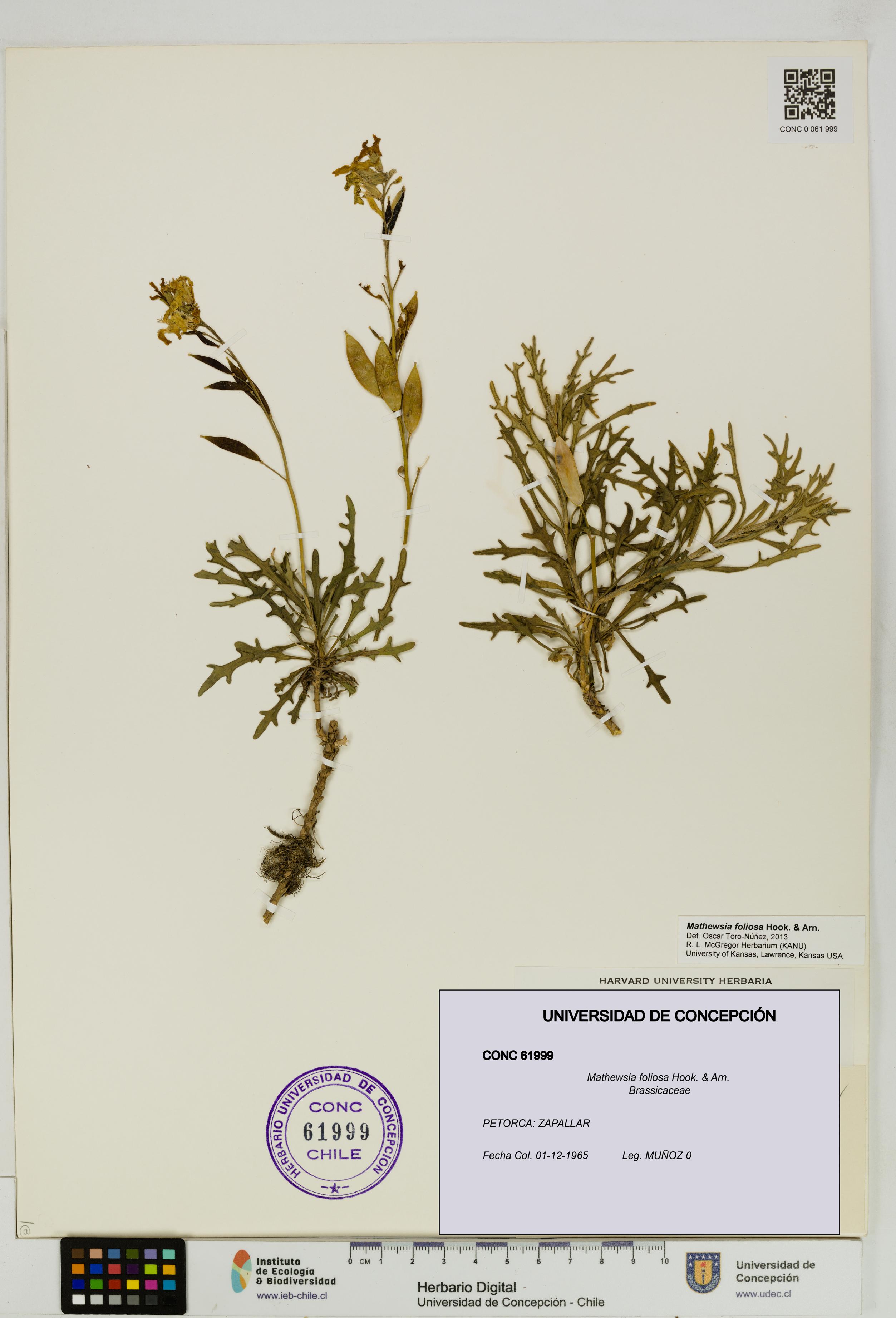 Mathewsia foliosa [Espécimen: UDEC:CONC:0061999]