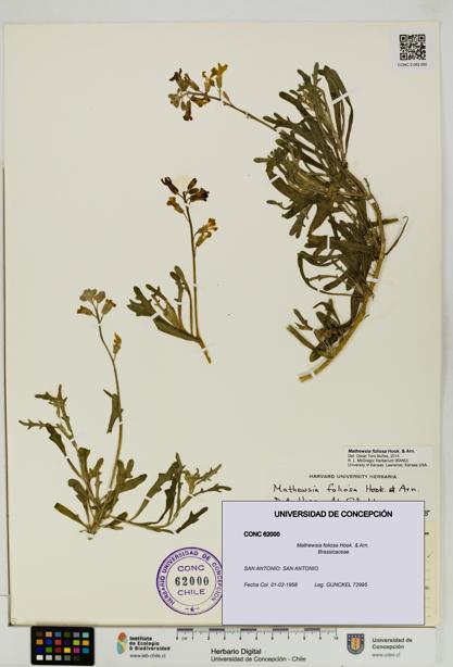 Mathewsia foliosa [Espécimen: UDEC:CONC:0062000]