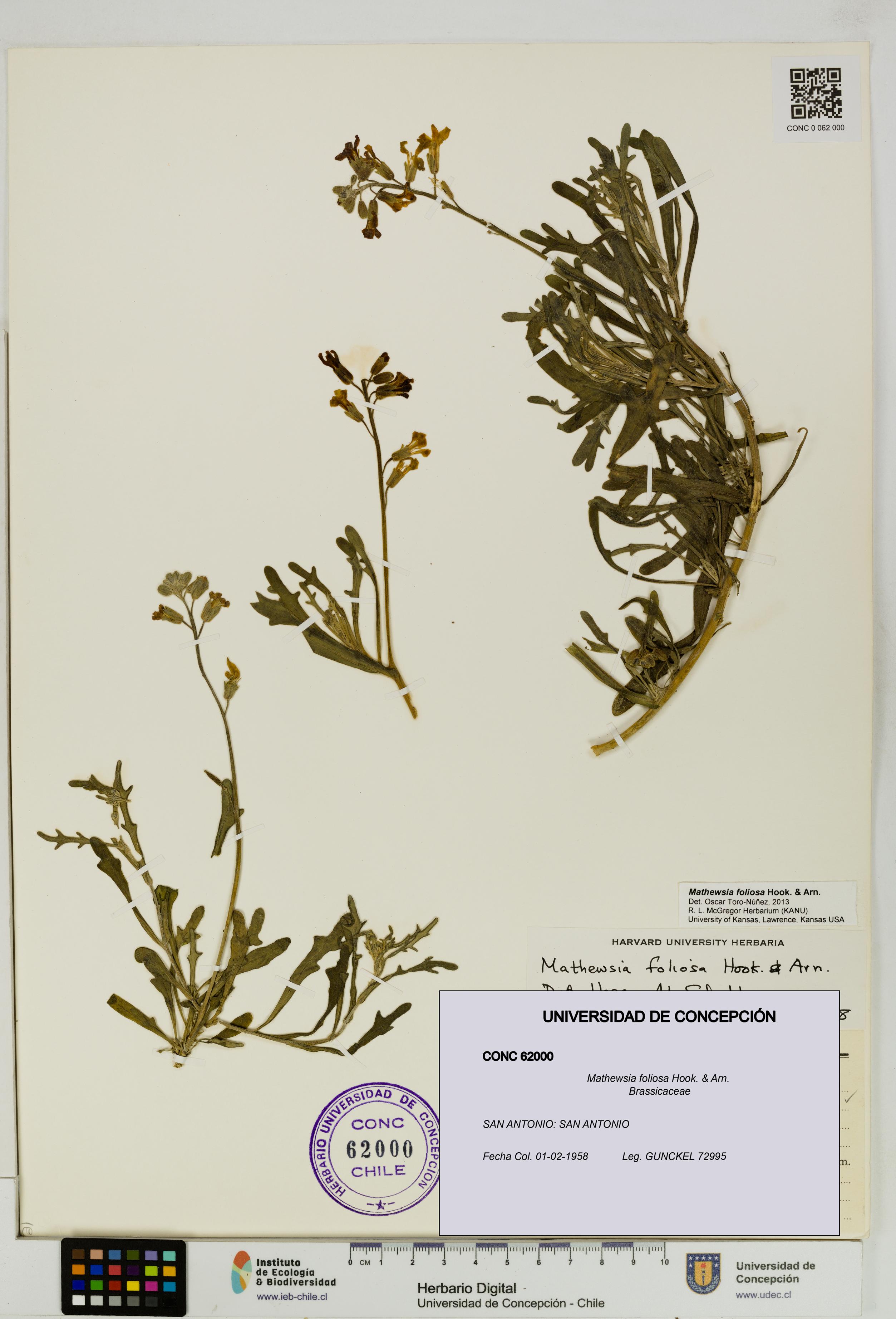 Mathewsia foliosa [Espécimen: UDEC:CONC:0062000]