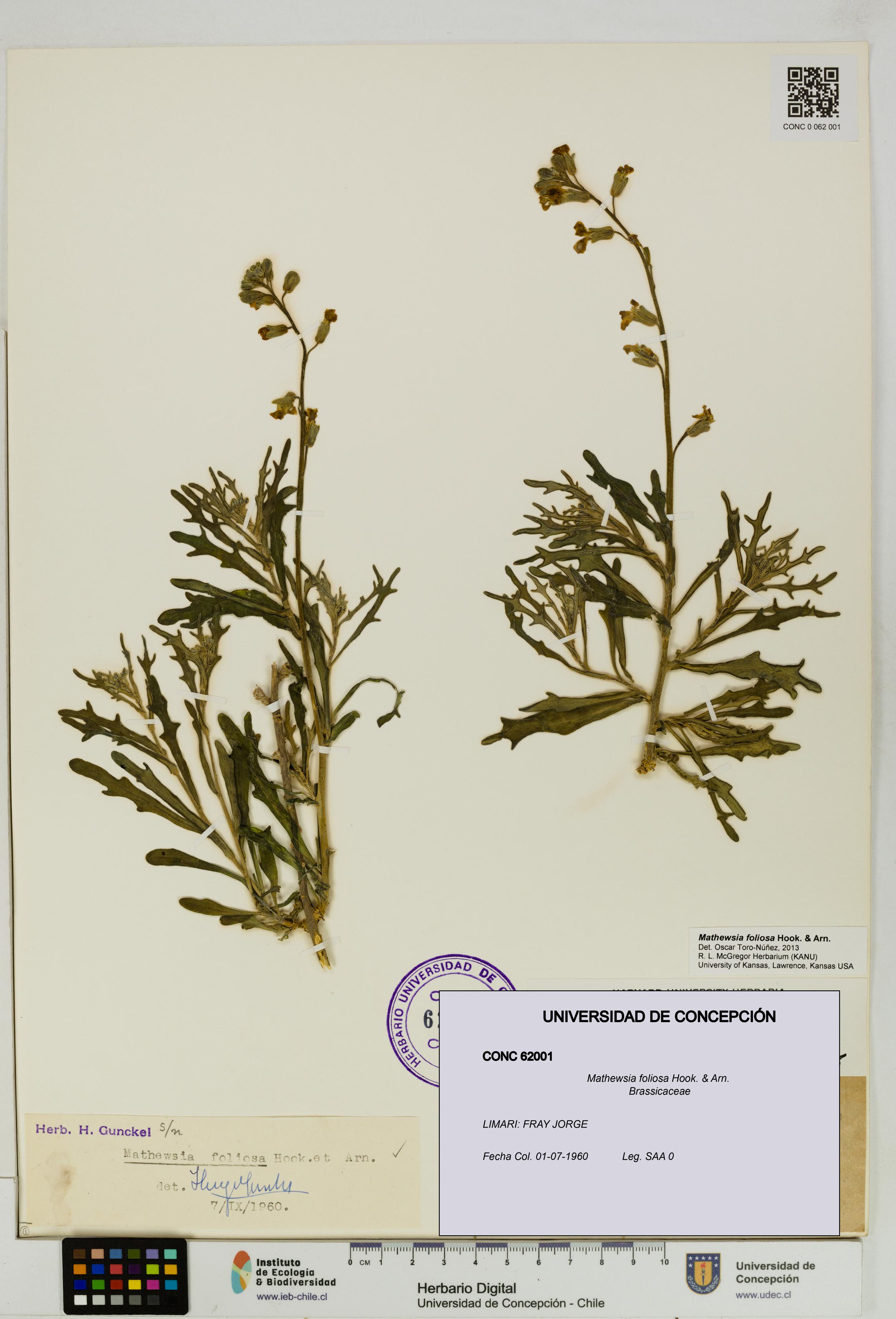 Mathewsia foliosa [Espécimen: UDEC:CONC:0062001]