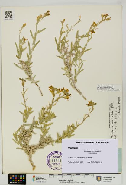 Mathewsia auriculata [Espécimen: UDEC:CONC:0062002]