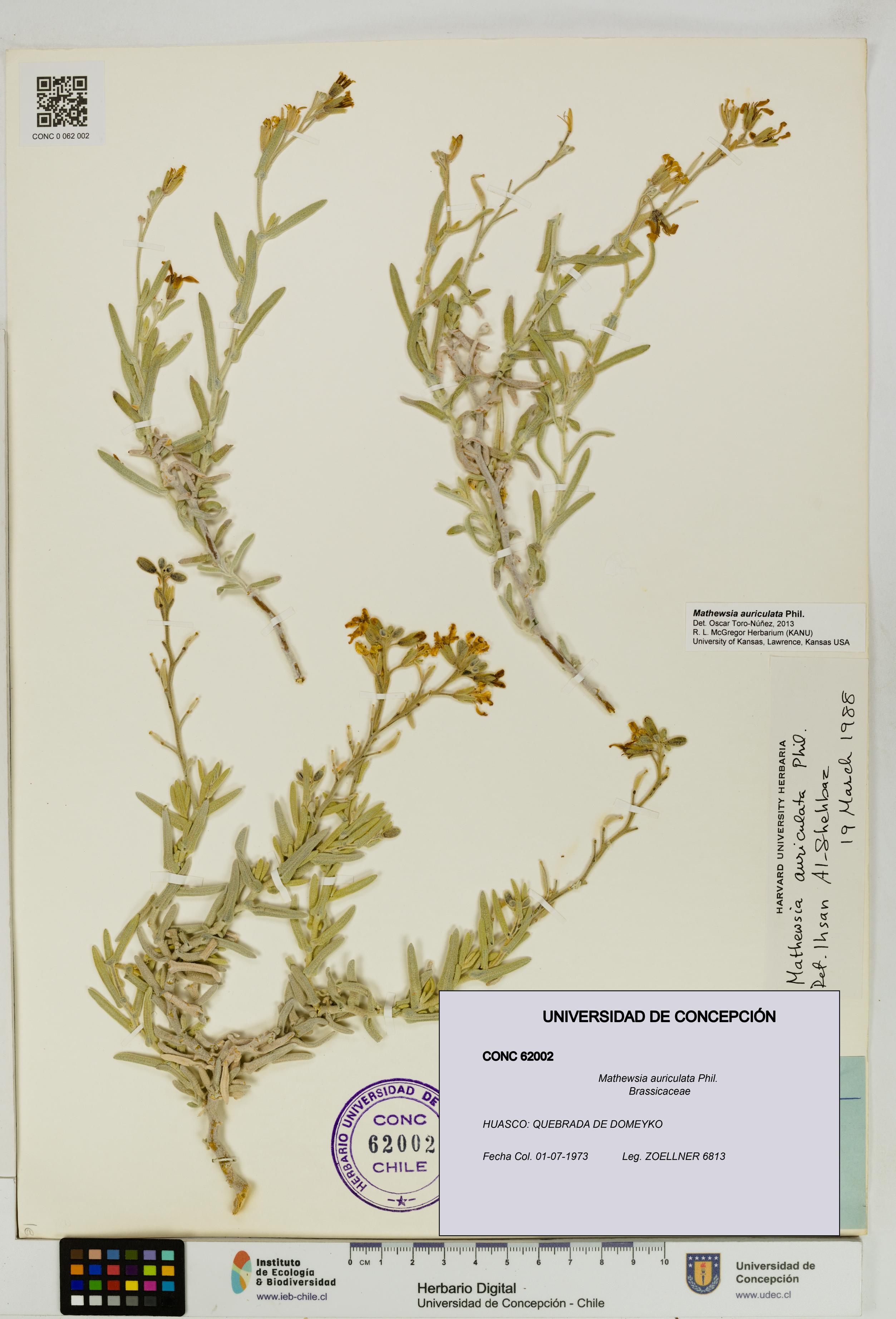 Mathewsia auriculata [Espécimen: UDEC:CONC:0062002]