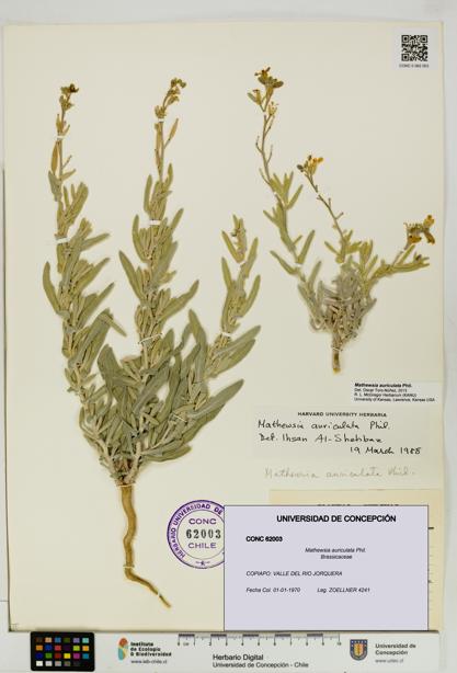 Mathewsia auriculata [Espécimen: UDEC:CONC:0062003]