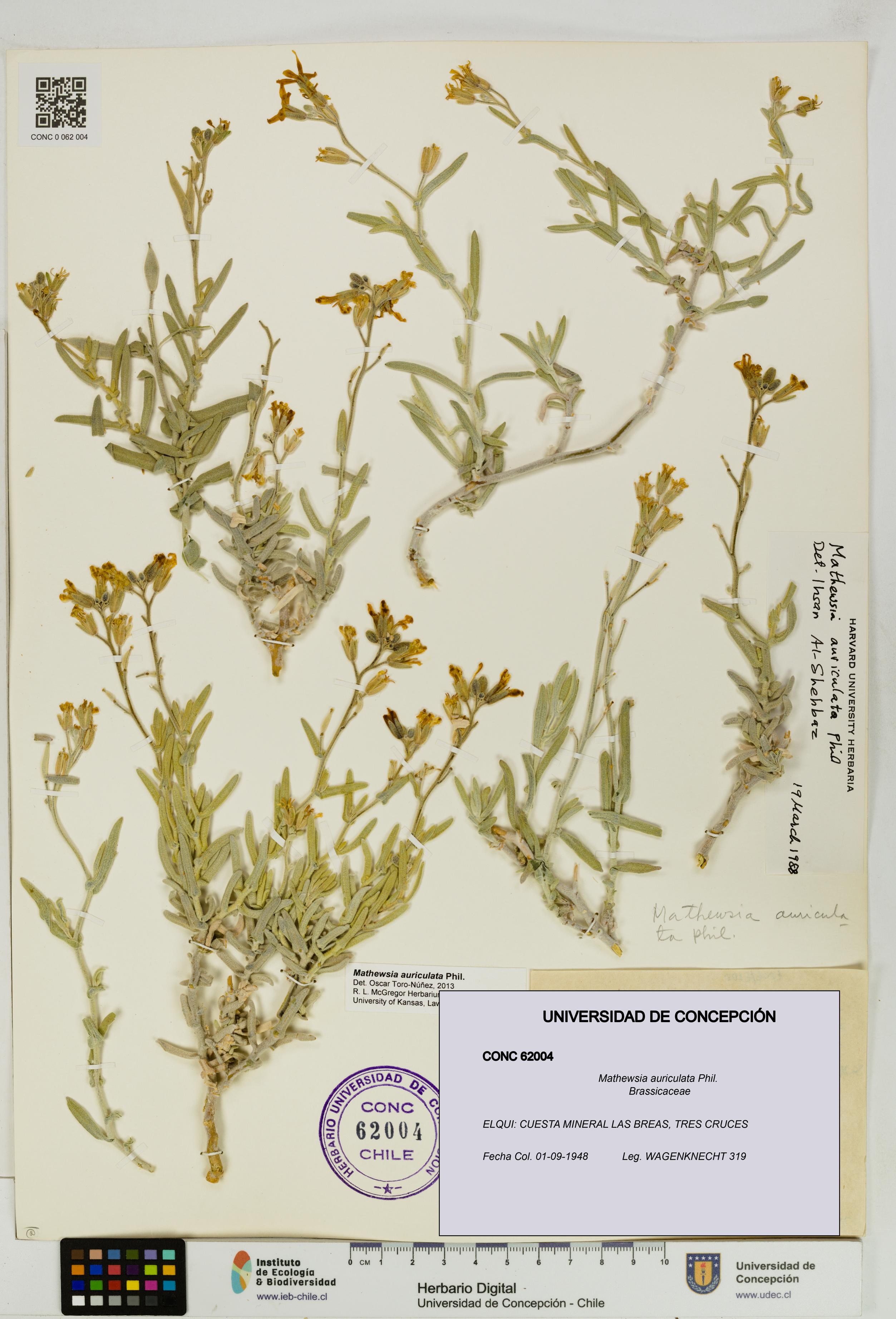 Mathewsia auriculata [Espécimen: UDEC:CONC:0062004]