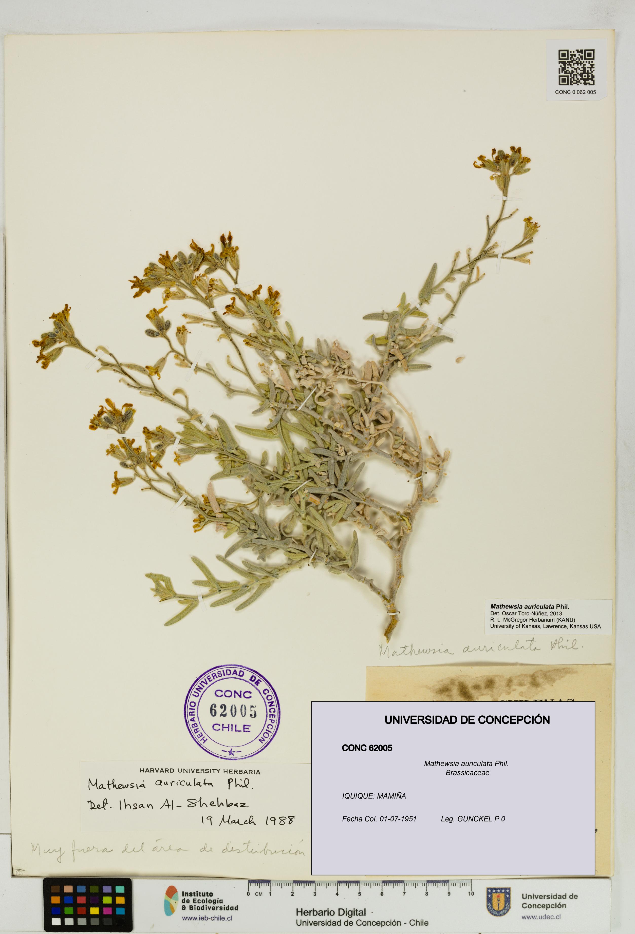 Mathewsia auriculata [Espécimen: UDEC:CONC:0062005]