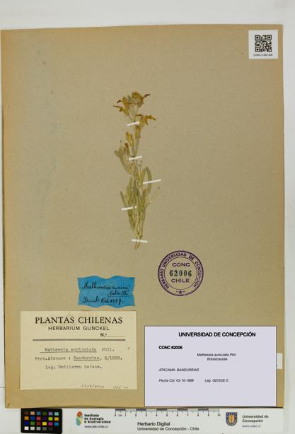 Mathewsia auriculata [Espécimen: UDEC:CONC:0062006]