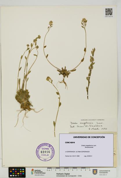 Draba magellanica [Espécimen: UDEC:CONC:0062016]