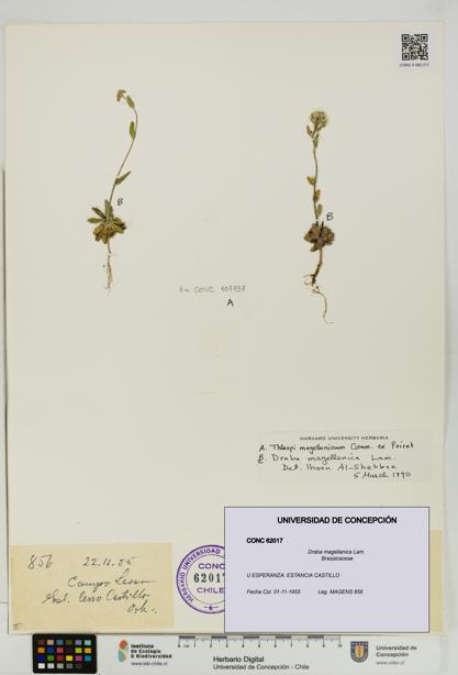 Draba magellanica [Espécimen: UDEC:CONC:0062017]