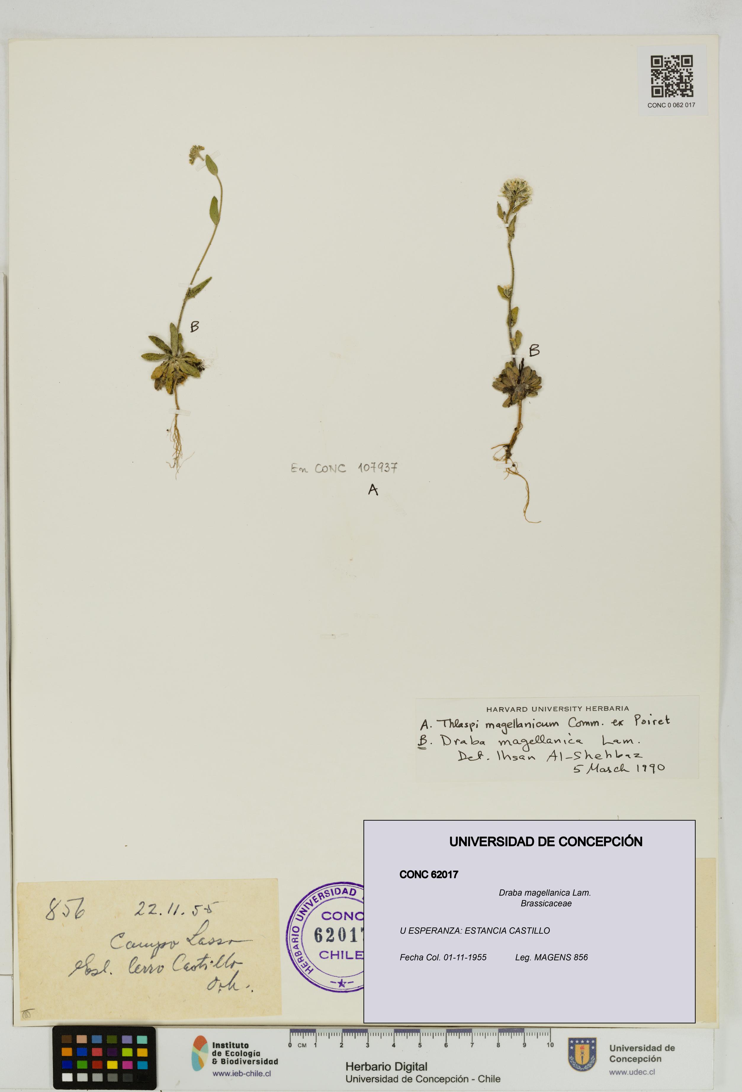 Draba magellanica [Espécimen: UDEC:CONC:0062017]