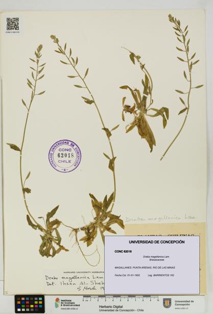 Draba magellanica [Espécimen: UDEC:CONC:0062018]