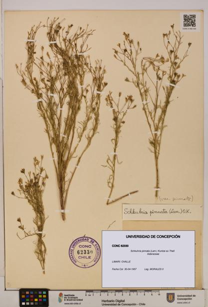 Schkuhria pinnata [Espécimen: UDEC:CONC:0062330]