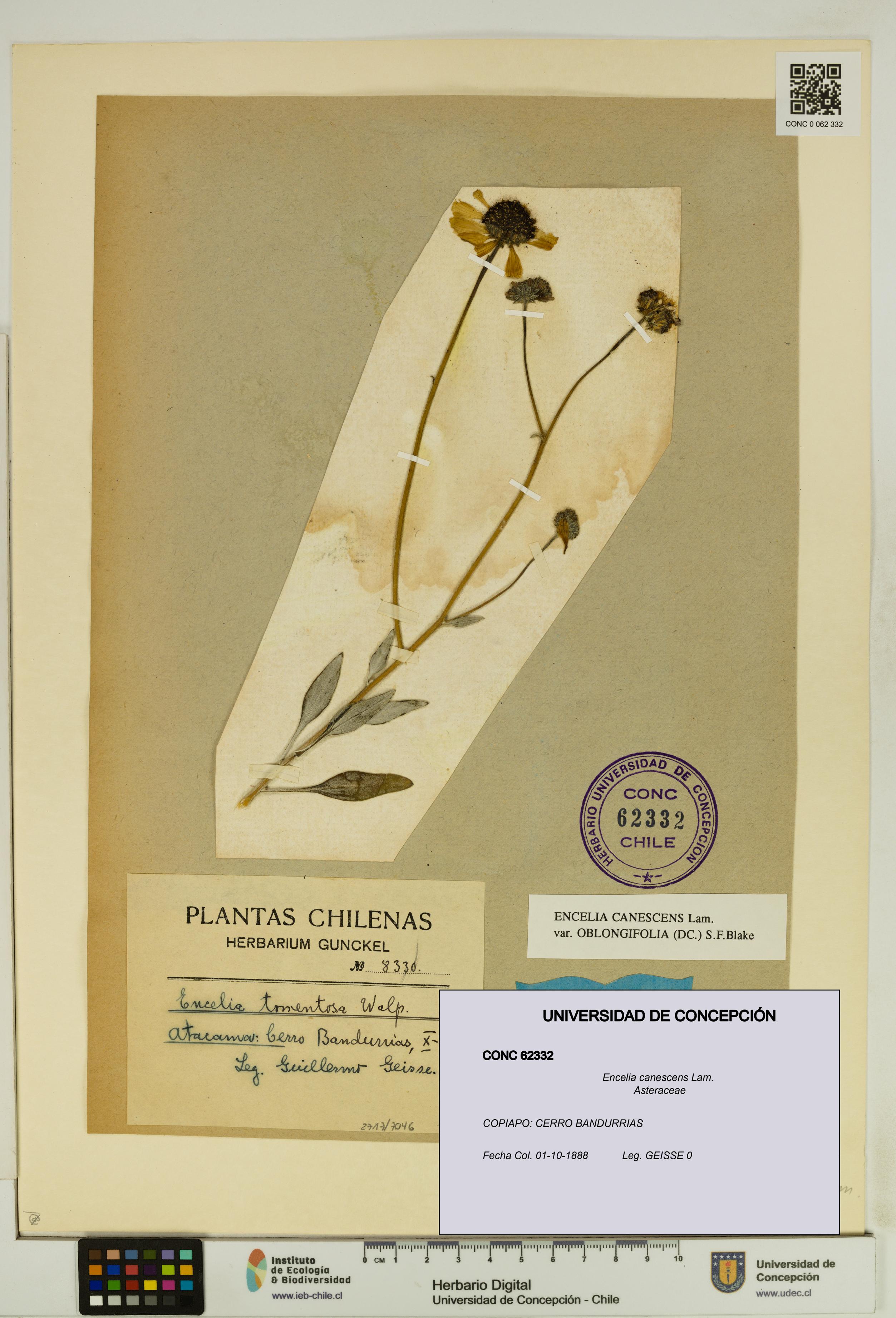 Encelia canescens [Espécimen: UDEC:CONC:0062332]