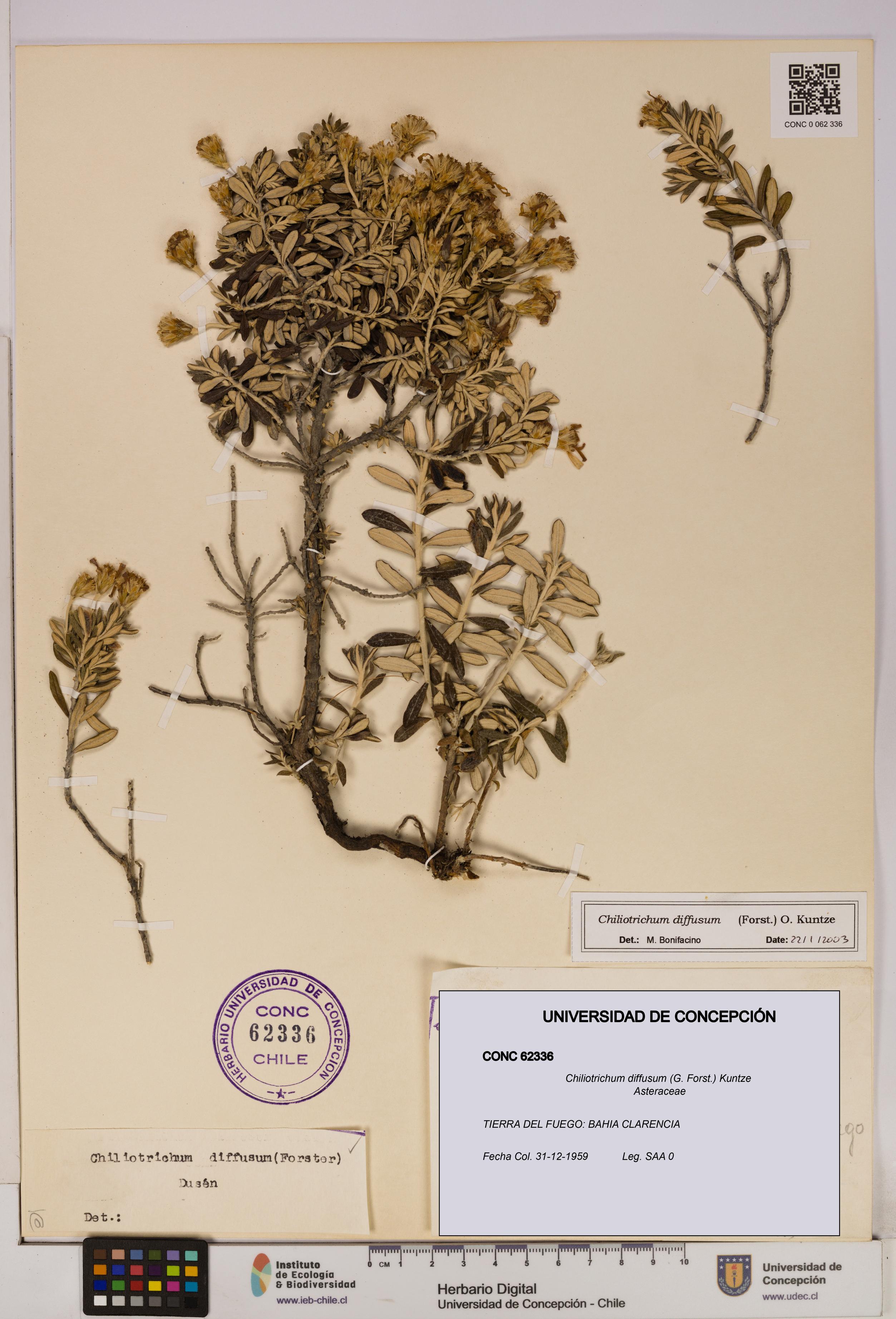 Chiliotrichum diffusum [Espécimen: UDEC:CONC:0062336]