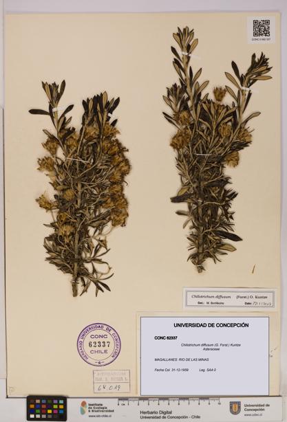 Chiliotrichum diffusum [Espécimen: UDEC:CONC:0062337]