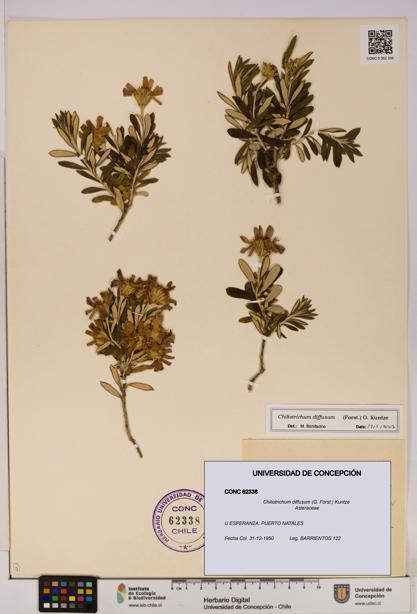 Chiliotrichum diffusum [Espécimen: UDEC:CONC:0062338]