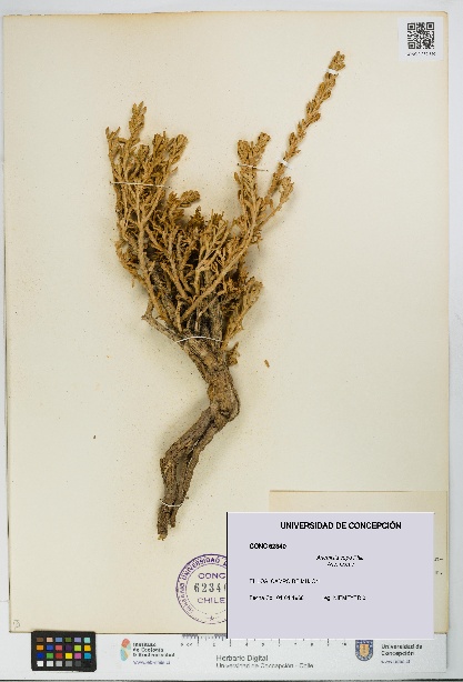 Artemisia copa [Espécimen: UDEC:CONC:0062340]