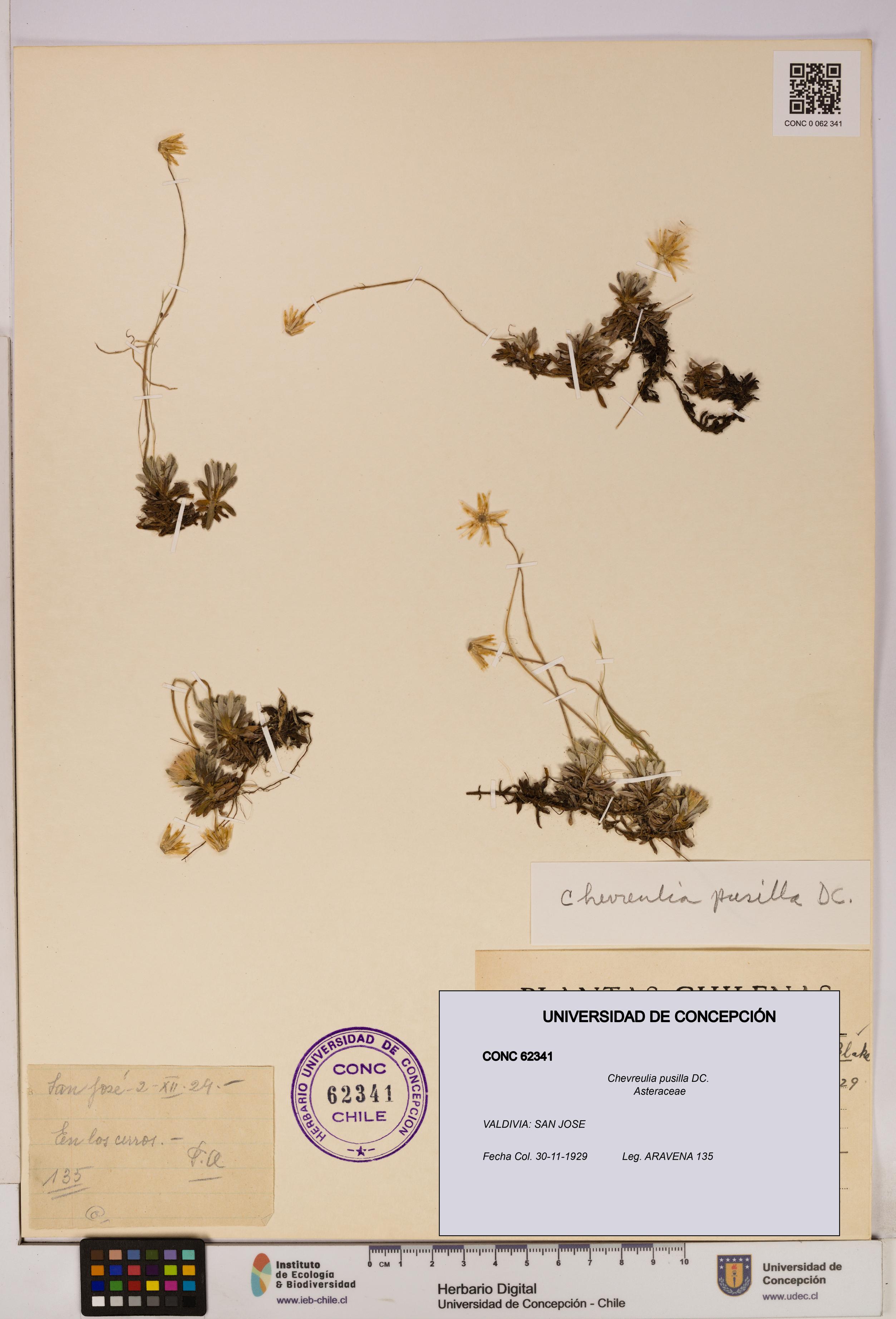 Chevreulia pusilla [Espécimen: UDEC:CONC:0062341]