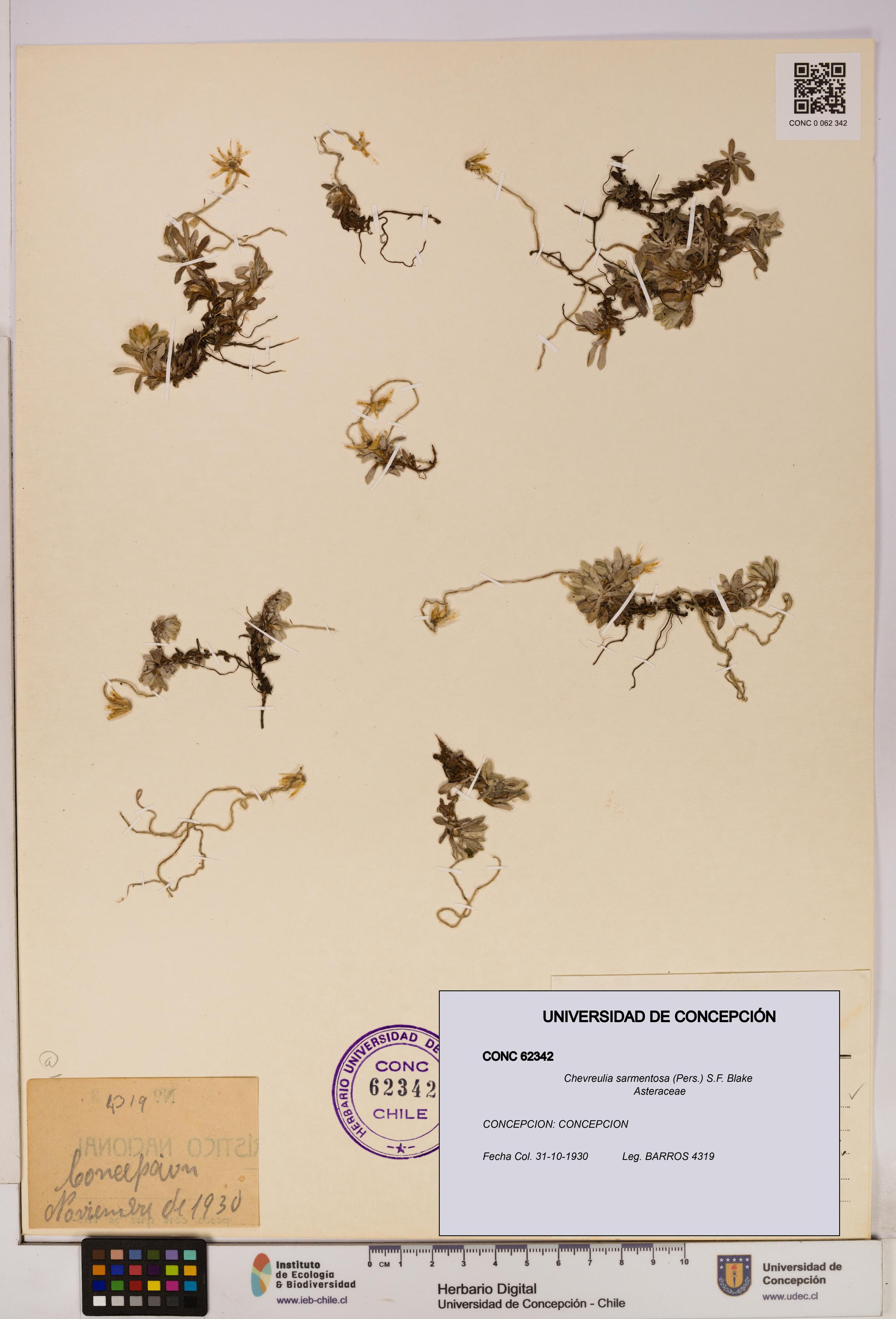 Chevreulia sarmentosa [Espécimen: UDEC:CONC:0062342]