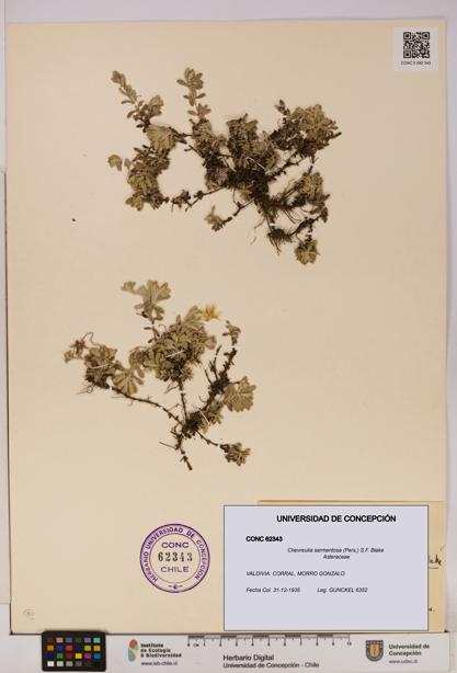 Chevreulia sarmentosa [Espécimen: UDEC:CONC:0062343]