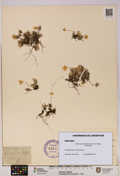 Chevreulia sarmentosa [Espécimen: UDEC:CONC:0062345]