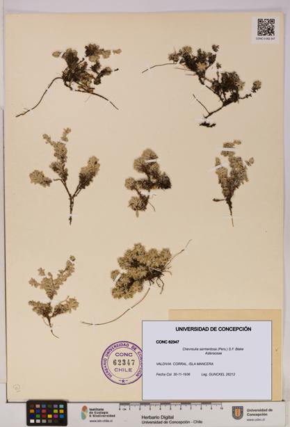 Chevreulia sarmentosa [Espécimen: UDEC:CONC:0062347]