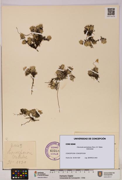 Chevreulia sarmentosa [Espécimen: UDEC:CONC:0062348]