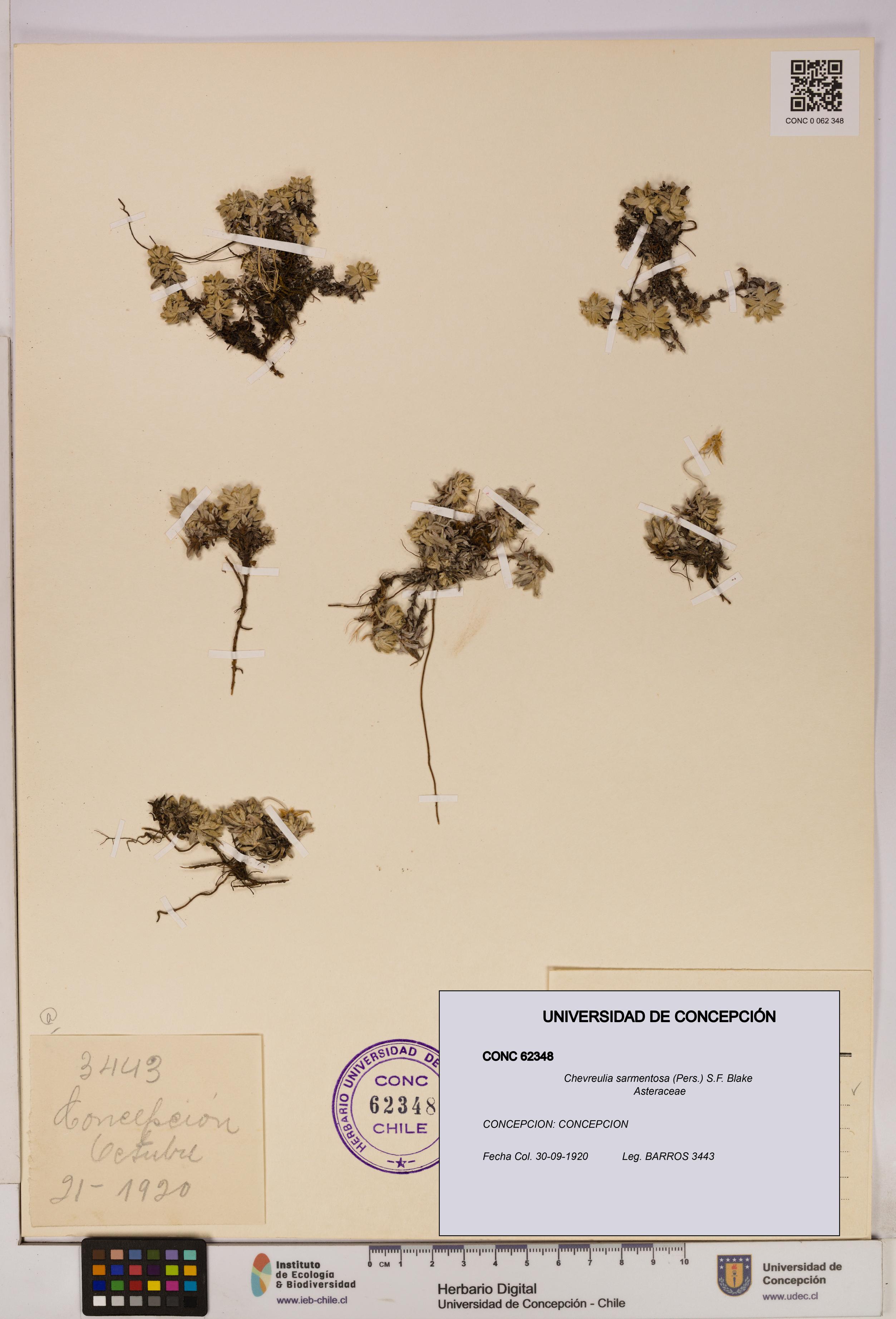 Chevreulia sarmentosa [Espécimen: UDEC:CONC:0062348]