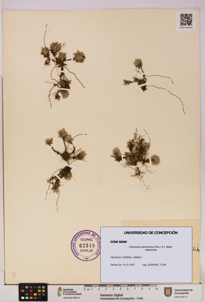 Chevreulia sarmentosa [Espécimen: UDEC:CONC:0062349]