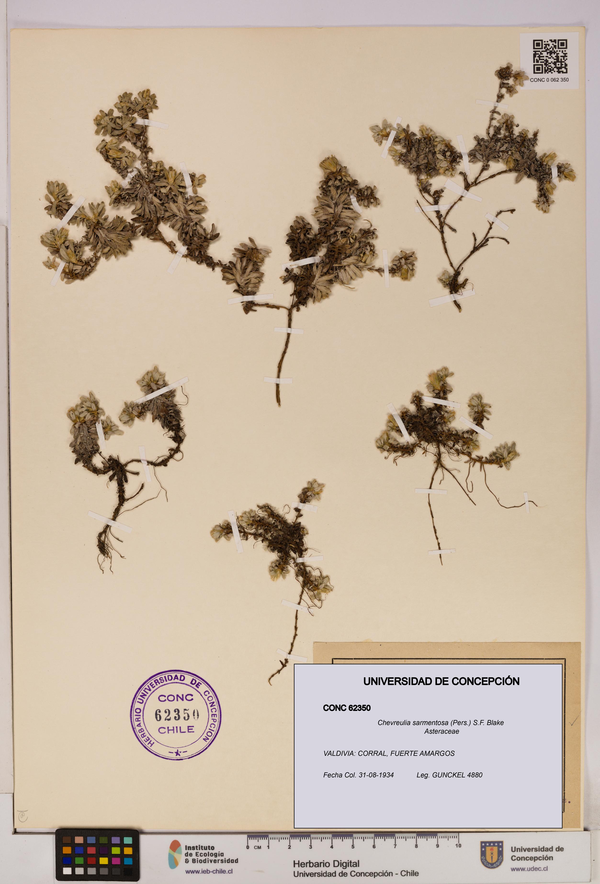 Chevreulia sarmentosa [Espécimen: UDEC:CONC:0062350]