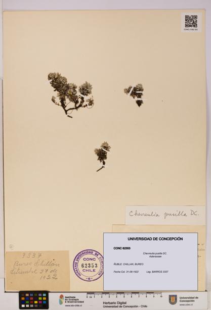 Chevreulia pusilla [Espécimen: UDEC:CONC:0062353]