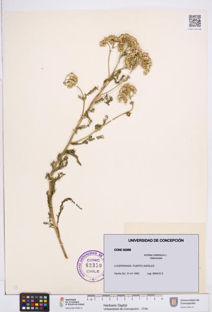 Achillea millefolium [Espécimen: ]