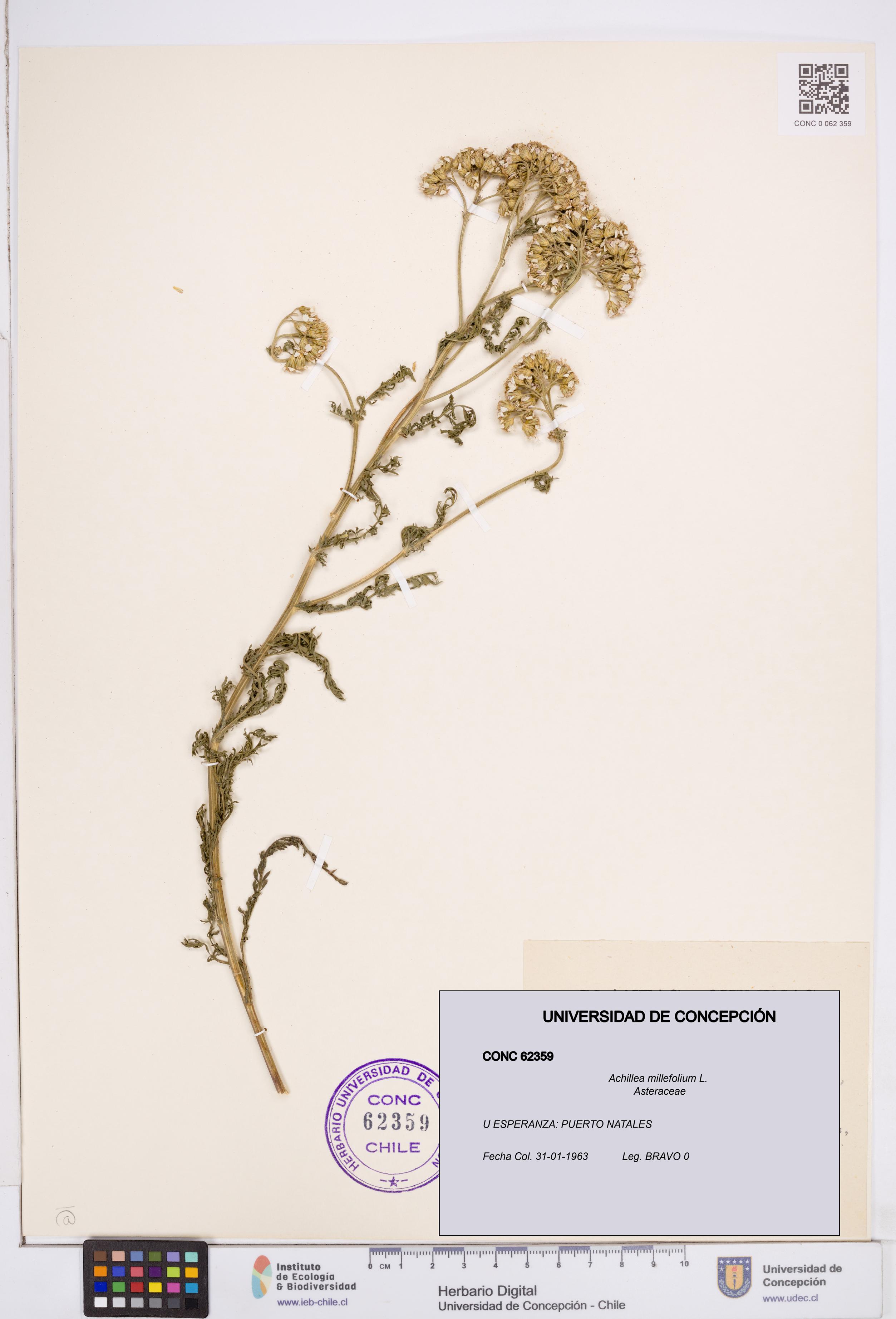 Achillea millefolium [Espécimen: ]