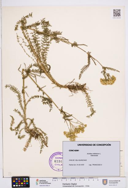 Achillea millefolium [Espécimen: ]