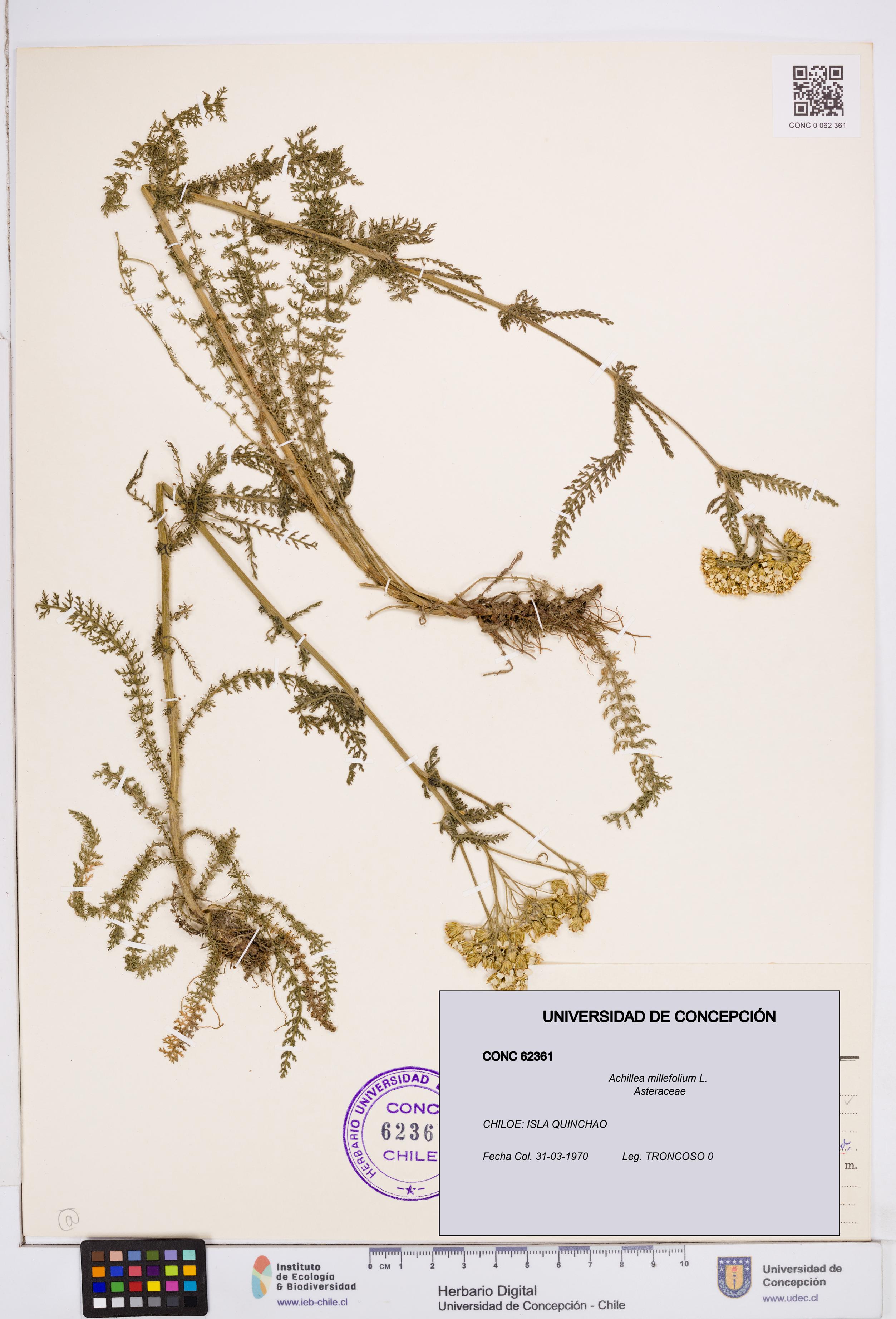 Achillea millefolium [Espécimen: ]