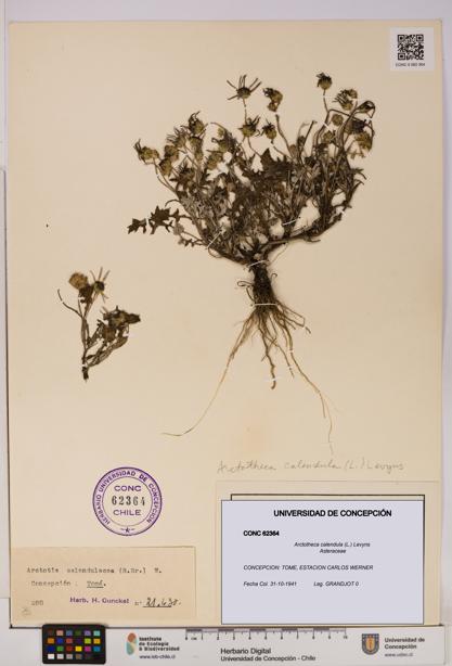 Arctotheca calendula [Espécimen: UDEC:CONC:0062364]