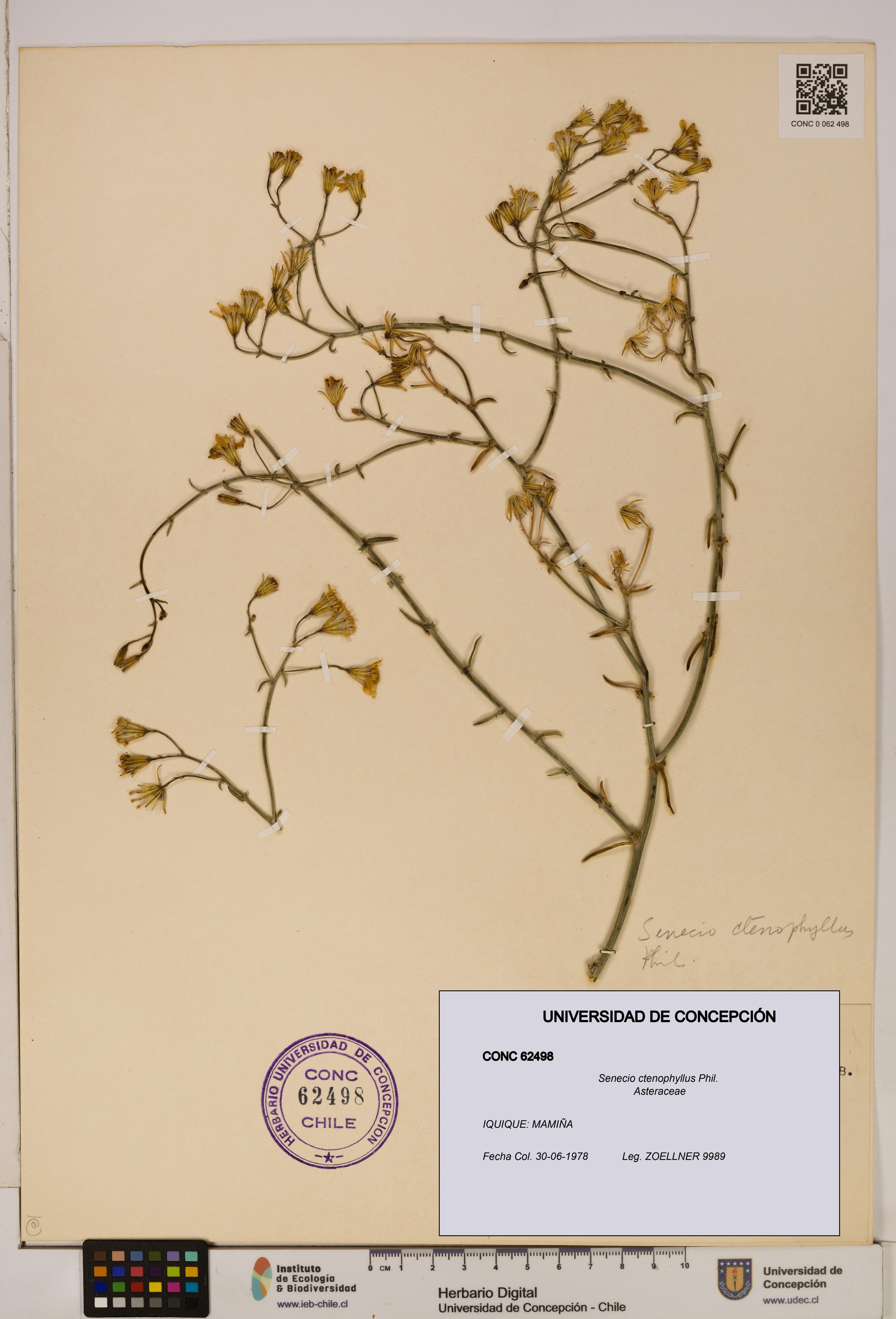 Senecio ctenophyllus [Espécimen: UDEC:CONC:0062498]